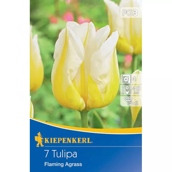 Tulipán Flaming Agrass