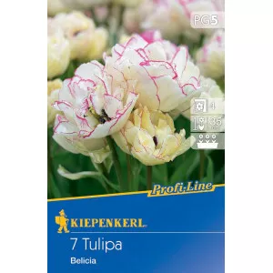 Tulipán Belicia