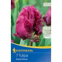 Tulipán Parrot Prince