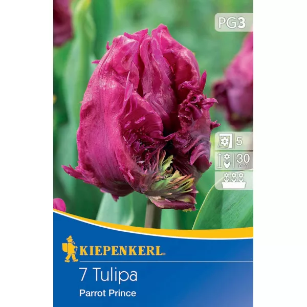 Tulipán Parrot Prince