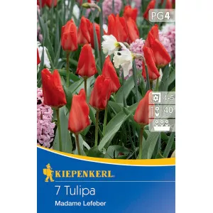 Tulipán Madame Lefeber