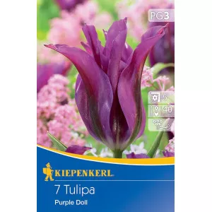 Tulipán Purple Doll