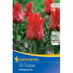 Tulipán Rotkappchen