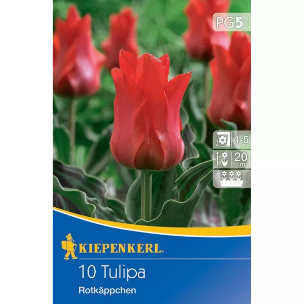 Tulipán Rotkappchen