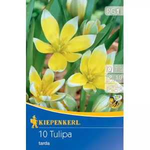 Törpe tulipán Tarda