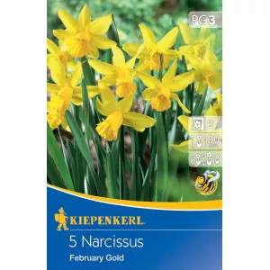 Nárcisz February Gold