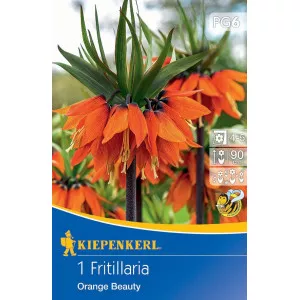 Császárkorona (Fritillaria) Orange Beauty