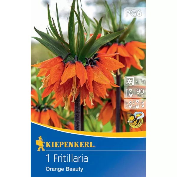 Császárkorona (Fritillaria) Orange Beauty