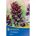 Császárkorona (Fritillaria) Persica