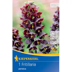 Császárkorona (Fritillaria) Persica