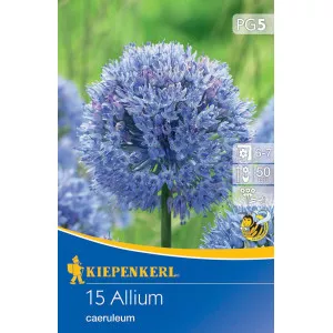 Díszhagyma Caeruleum