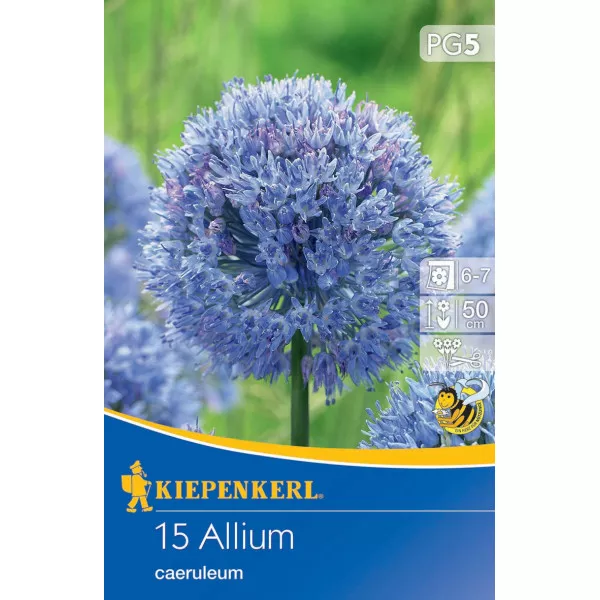 Díszhagyma Caeruleum
