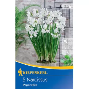 Nárcisz Paperwhite