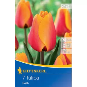 Tulipán Cash