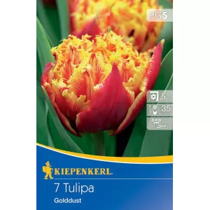 Tulipán Golddust