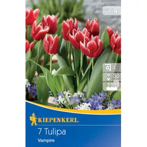 Tulipán Vampire