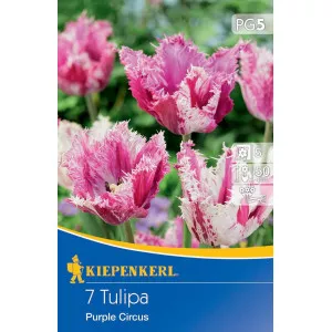 Tulipán Purple Circus