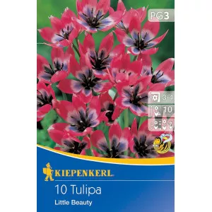 Törpe tulipán Little Beauty