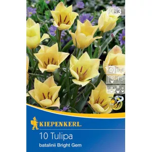 Törpe tulipán Bright Gem
