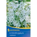 Ernyős sárma (Ornithogalum umbellatum)