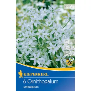 Ernyős sárma (Ornithogalum umbellatum)