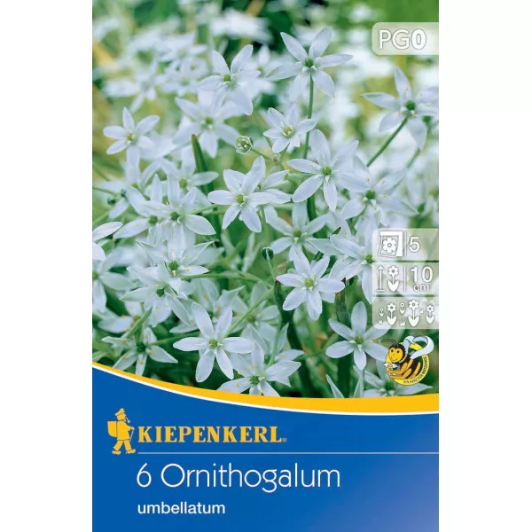 Ernyős sárma (Ornithogalum umbellatum)