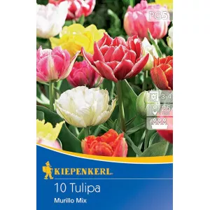 Tulipán Murillo színkeverék