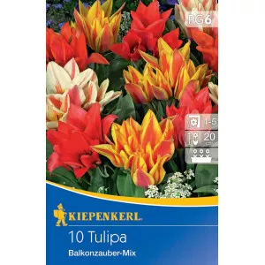Tulipán Balkonzauber színkeverék