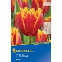 Tulipán Fabio