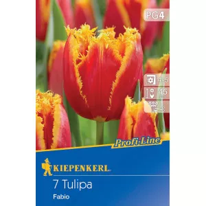 Tulipán Fabio