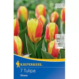 Tulipán Stresa