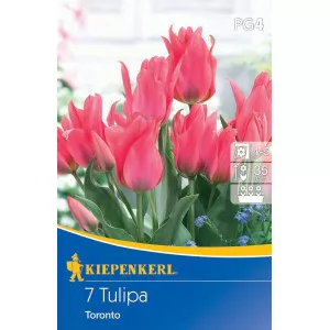 Tulipán Toronto