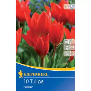 Törpe tulipán Fusilier