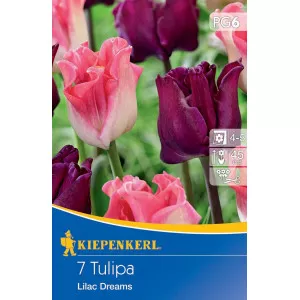 Tulipán Lilac Dreams