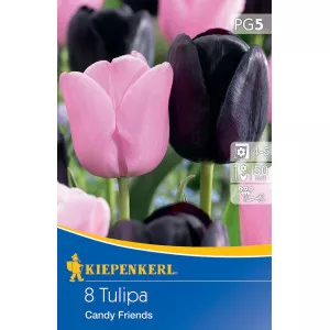 Tulipán Candy Friends