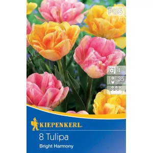 Tulipán Bright Harmony