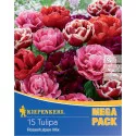 Mega Pack Rózsa típusú tulipán, színkeverék