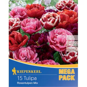 Mega Pack Rózsa típusú tulipán, színkeverék
