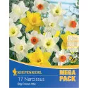 Mega Pack Nárcisz Giant Crown színkeverék