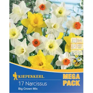 Mega Pack Nárcisz Giant Crown színkeverék