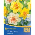 Mega Pack Nárcisz Double színkeverék