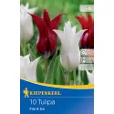Tulipán Fire and Ice