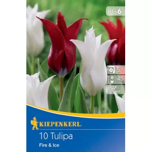 Tulipán Fire and Ice
