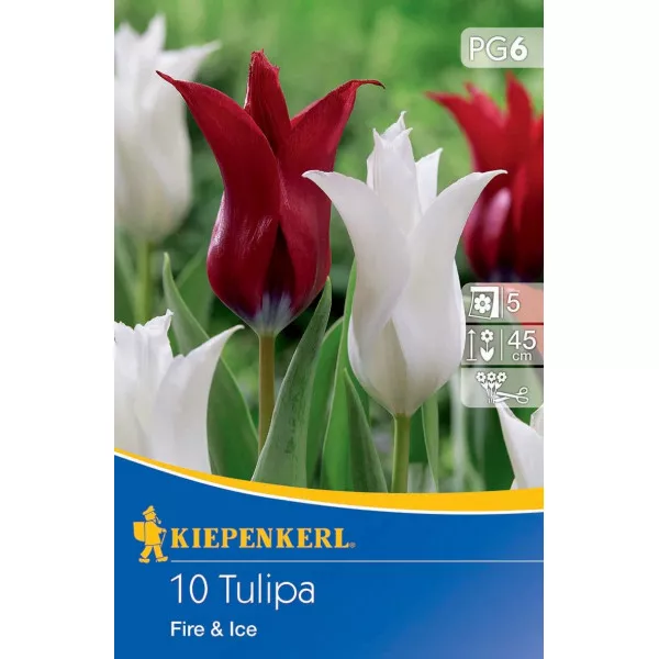 Tulipán Fire and Ice