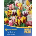 Mega Pack Tulipán Rembrandt színkeverék
