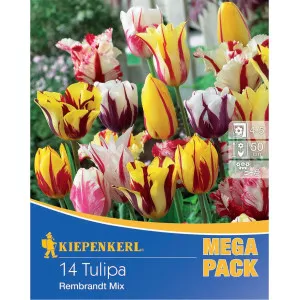 Mega Pack Tulipán Rembrandt színkeverék