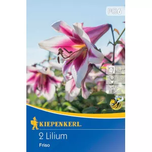 Liliom Frisco