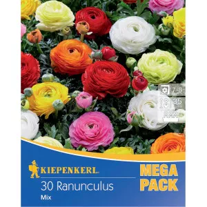 Mega Pack Boglárka színkeverék