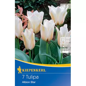 Tulipán Albion Star