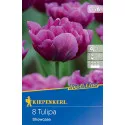 Tulipán Showcase
